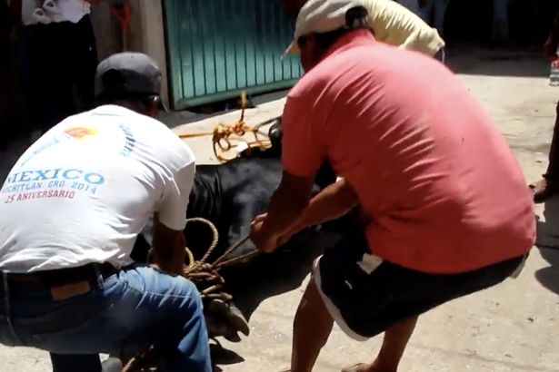 Foto: Ruptly Touro sangra até a morte em ritual de sacrifício religioso