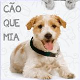 Cão que Mia Franca-SP