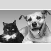 Animais de Guarulhos - Adoções e Dicas