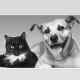 Animais de Guarulhos - Adoções e Dicas