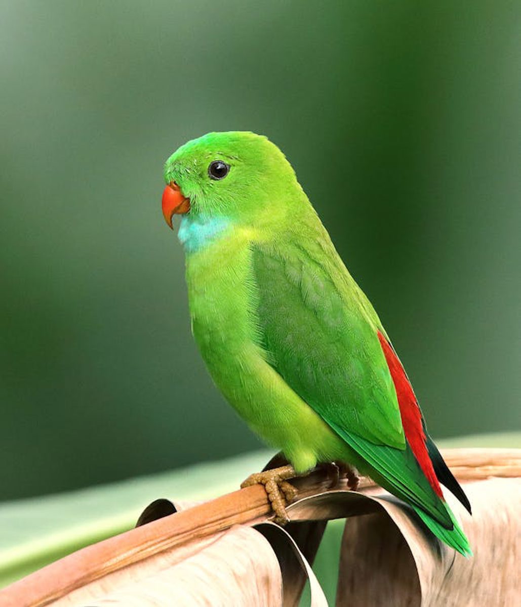 Papagaio colorido de plumagem vibrante — nutricao correta para aves domesticas